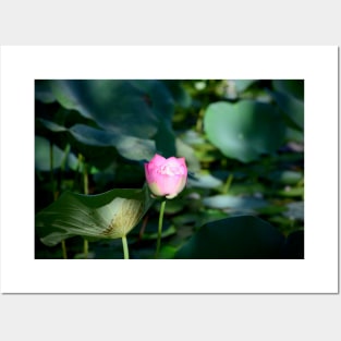 Water lily / Swiss Artwork Photography Posters and Art